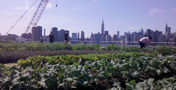 Eagle Street Rooftop Farm, Brooklyn