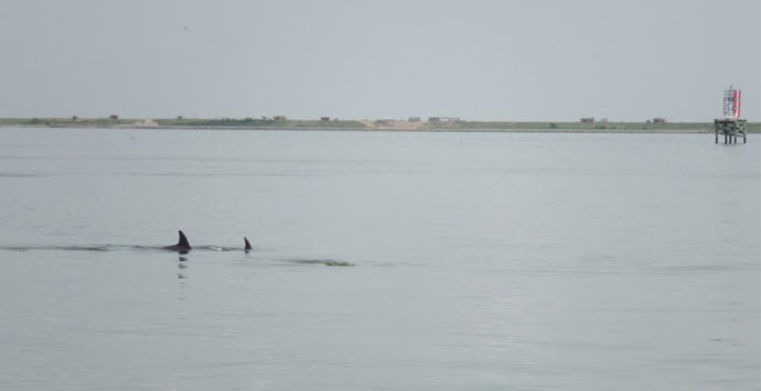 Dolphins_690x355