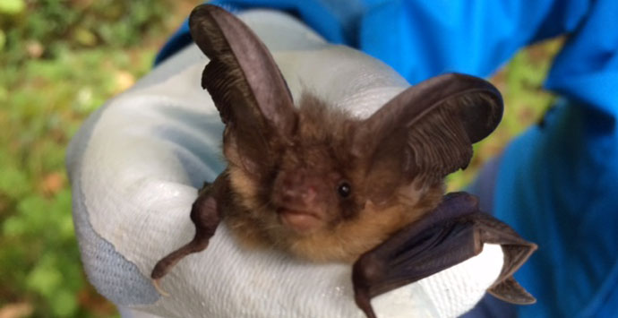 Long-eared-bat_690x355