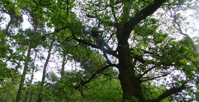 Up-tree_690x355