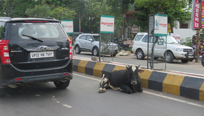 cow-in-road