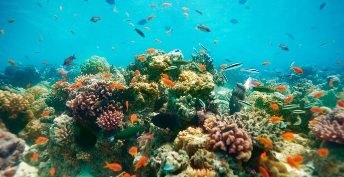 Maldives Coral Restoration