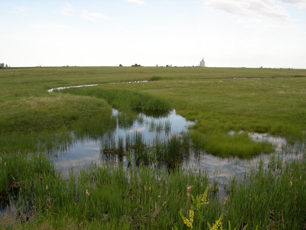 Tallman Island & Alley Creek Wetlands Restoration - South Africa